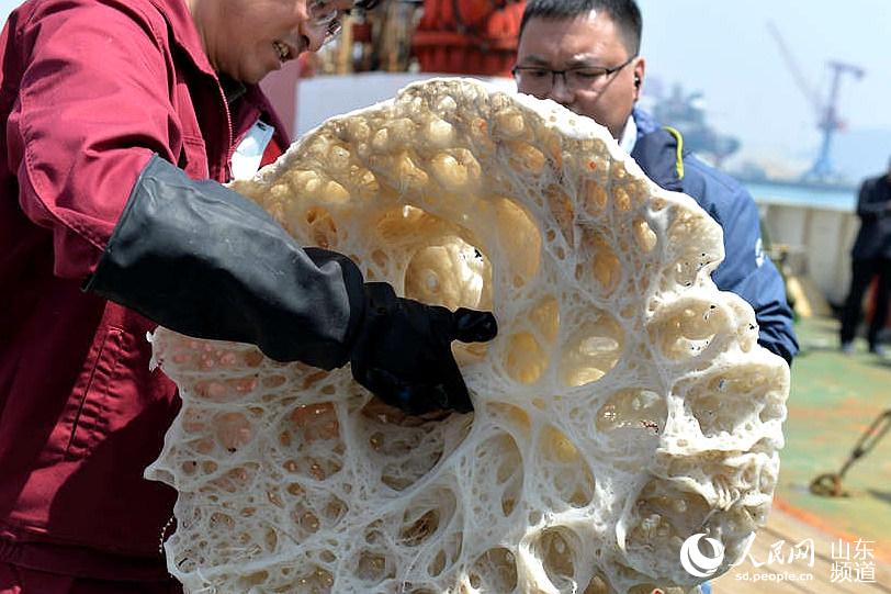 科研人员展示采集到的巨型玻璃海绵。